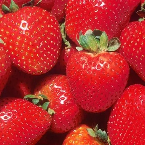 thumbnail for publication: Florida Strawberry Growers Need More Early Yield to Improve Profitability